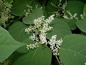 Plante invasive envahissante bio-indicatrice détruire