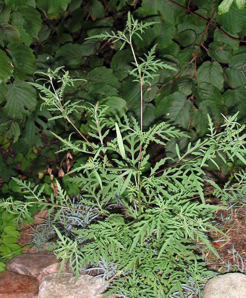 Plante bio-indicatrice pollution des sols intrants chimiques labours profonds