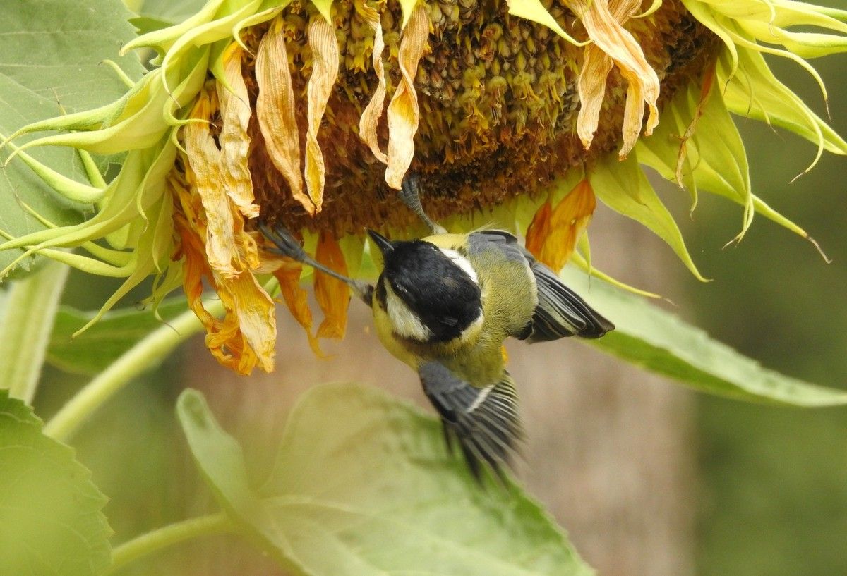 Le tournesol - Oiseaux et papillons au jardin