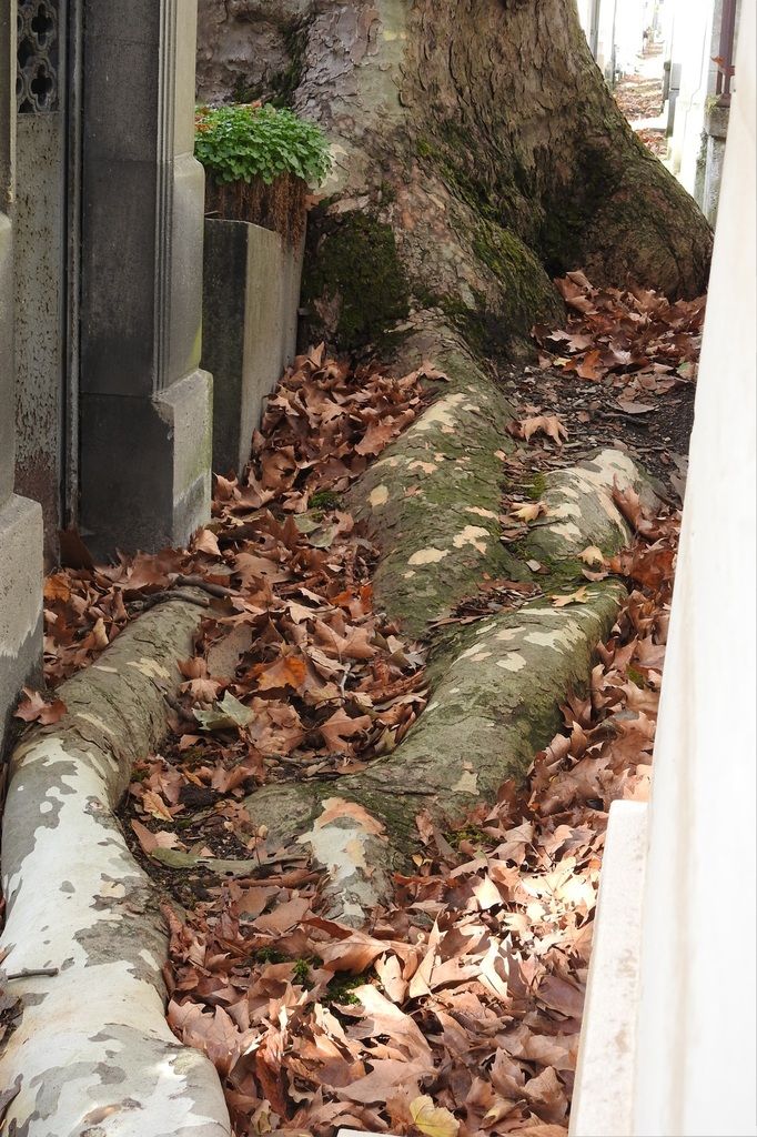 platane racines Père Lachaise absorbe la pierre