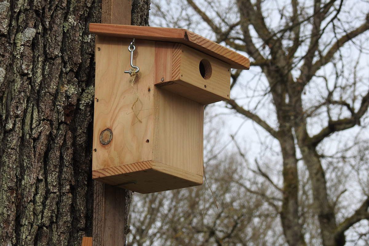 Basse-sur-le-Rupt. Un nichoir connecté pour observer les oiseaux