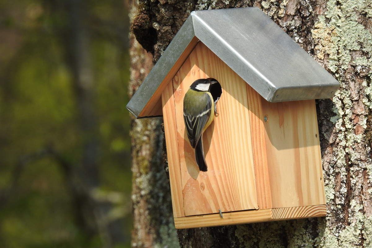 Poser des nichoirs pour oiseaux au jardin