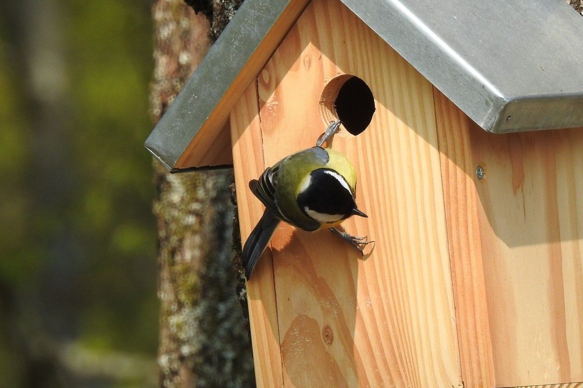 Manchon de protection anti-prédateurs