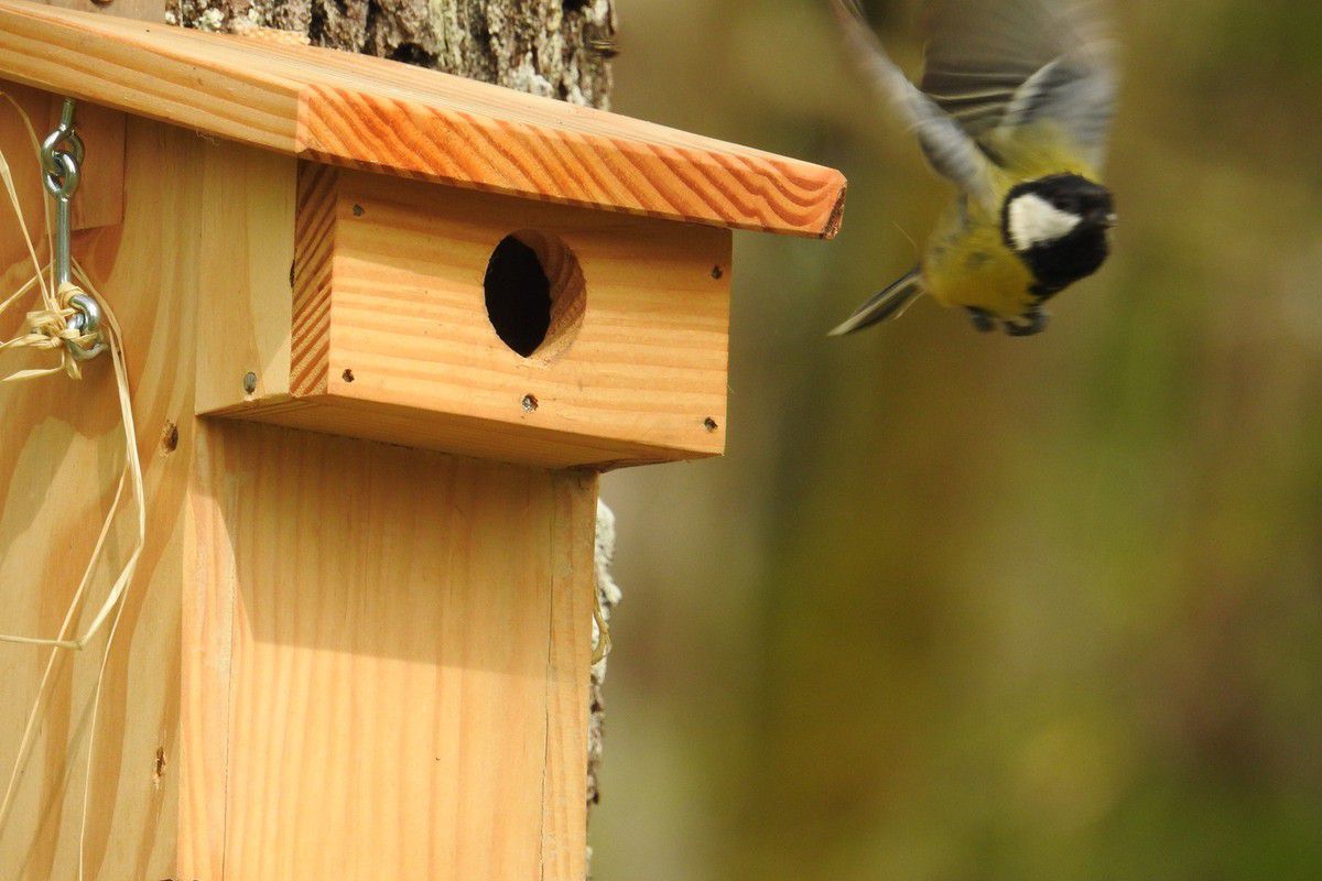 Aménager son balcon ou sa terrasse pour les oiseaux - Oiseaux et papillons  au jardin