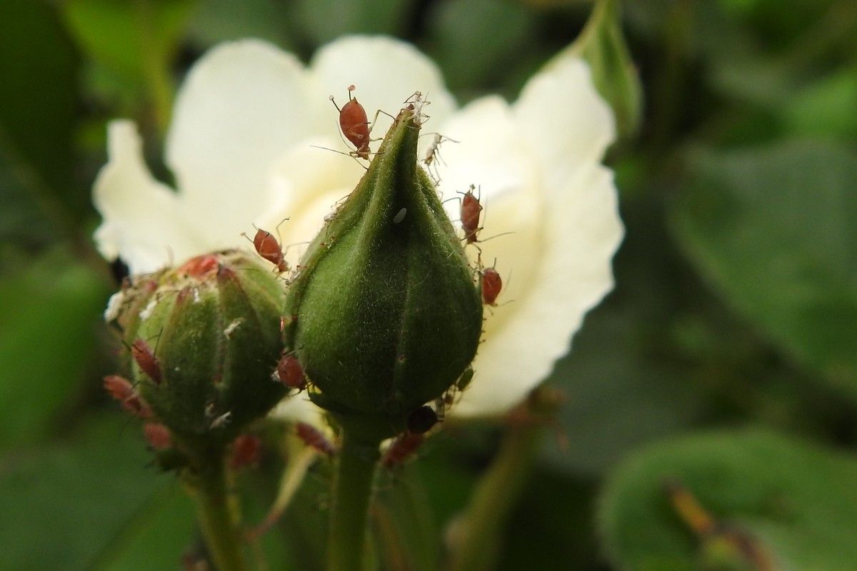 pucerons rose