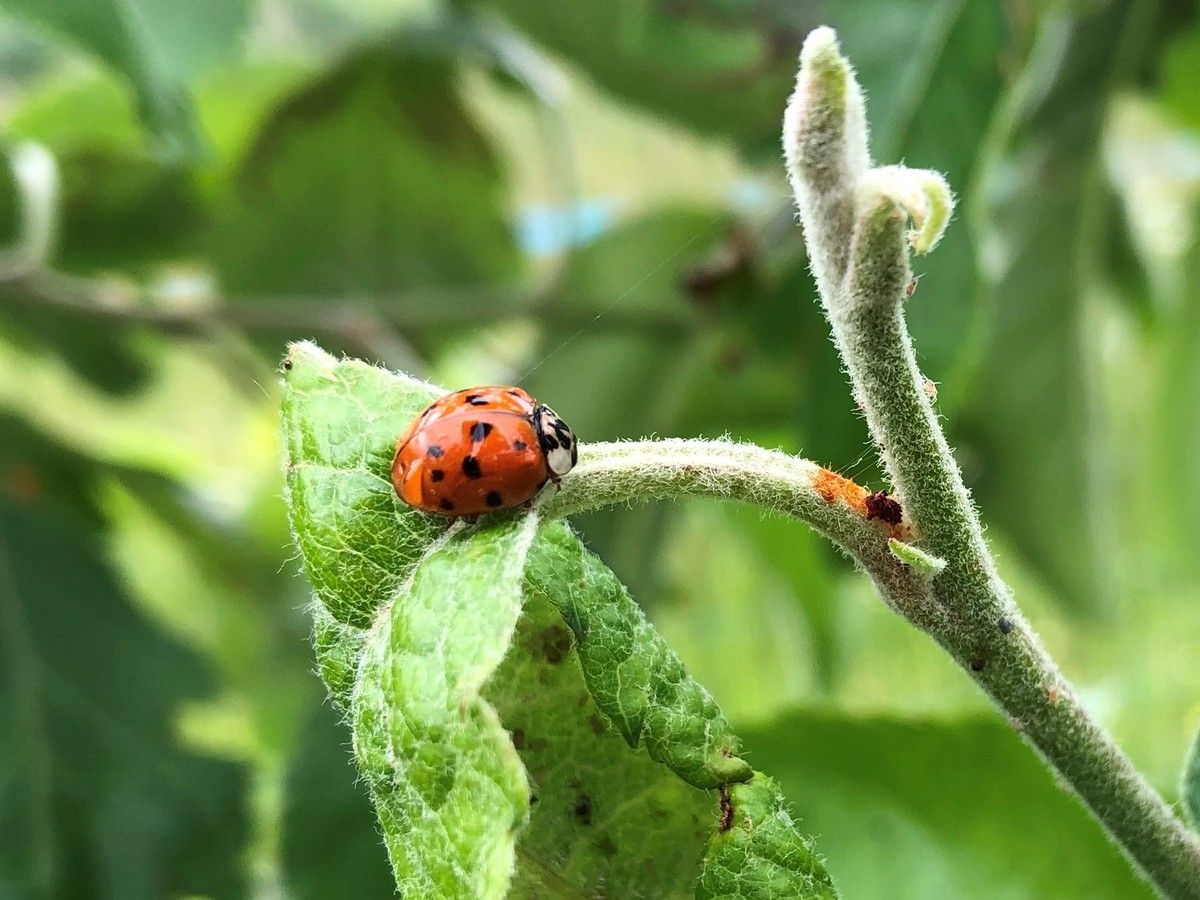 coccinelle pommier pucerons
