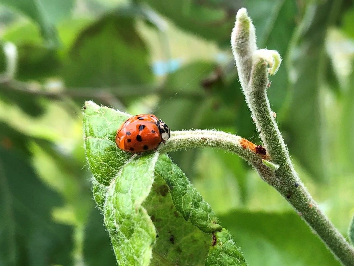 Coccinelle à sept points - LPO (Ligue pour la Protection des Oiseaux) -  Agir pour la biodiversité