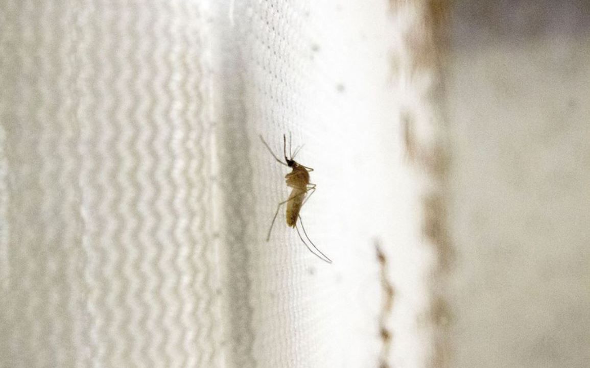 zika moustique