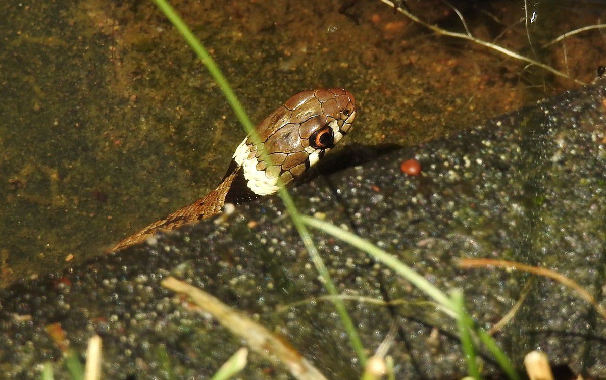 couleuvre à collier
