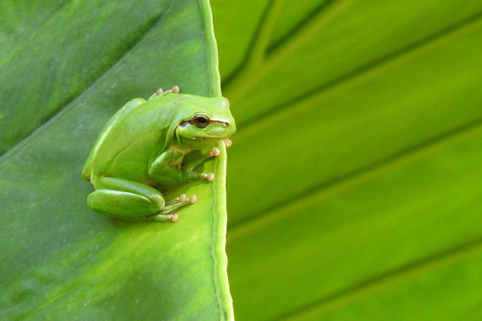 La rainette, la petite grenouille verte