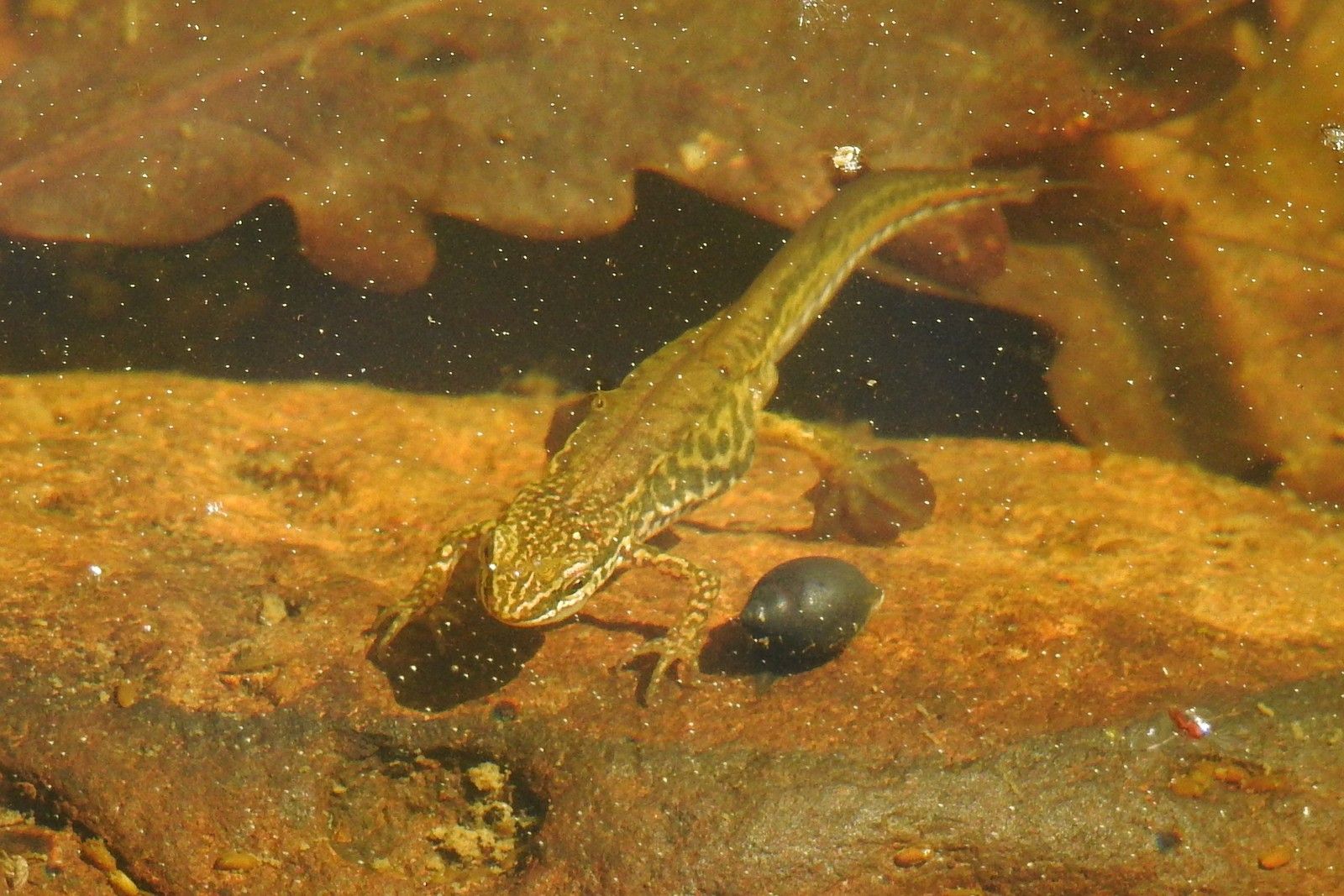 triton palmé mâle