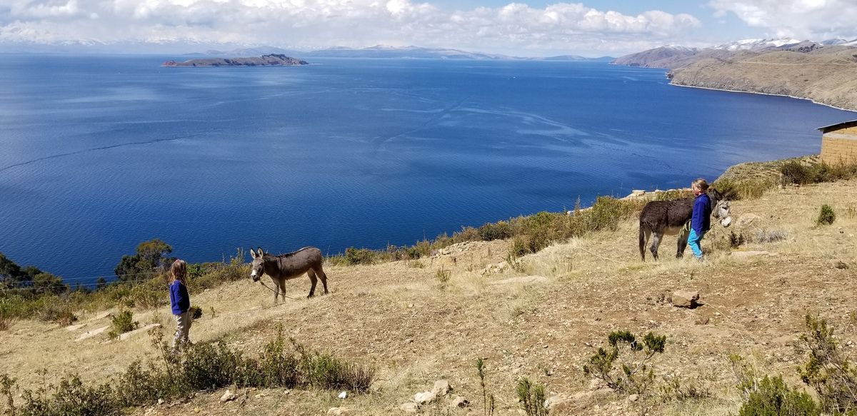 Les animaux croisant notre chemin sur ce mois de Bolivie