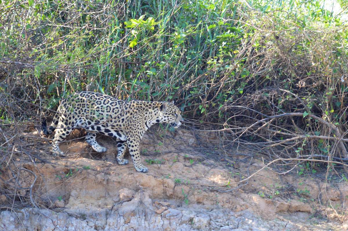 Focus : Le Pantanal Nord, à La Recherche du Jaguar