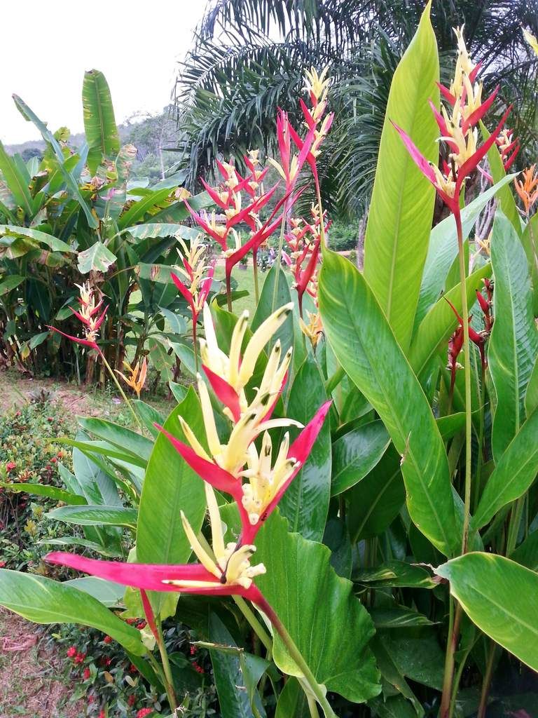 15 jours en couple dans le sud de la Thailande - lolotte34 15 jours en couple dans le sud de la Thailande - lolotte34