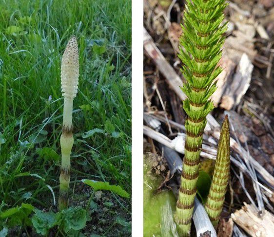 prêle dévonien balade botanique jardin biologique phytothérapie