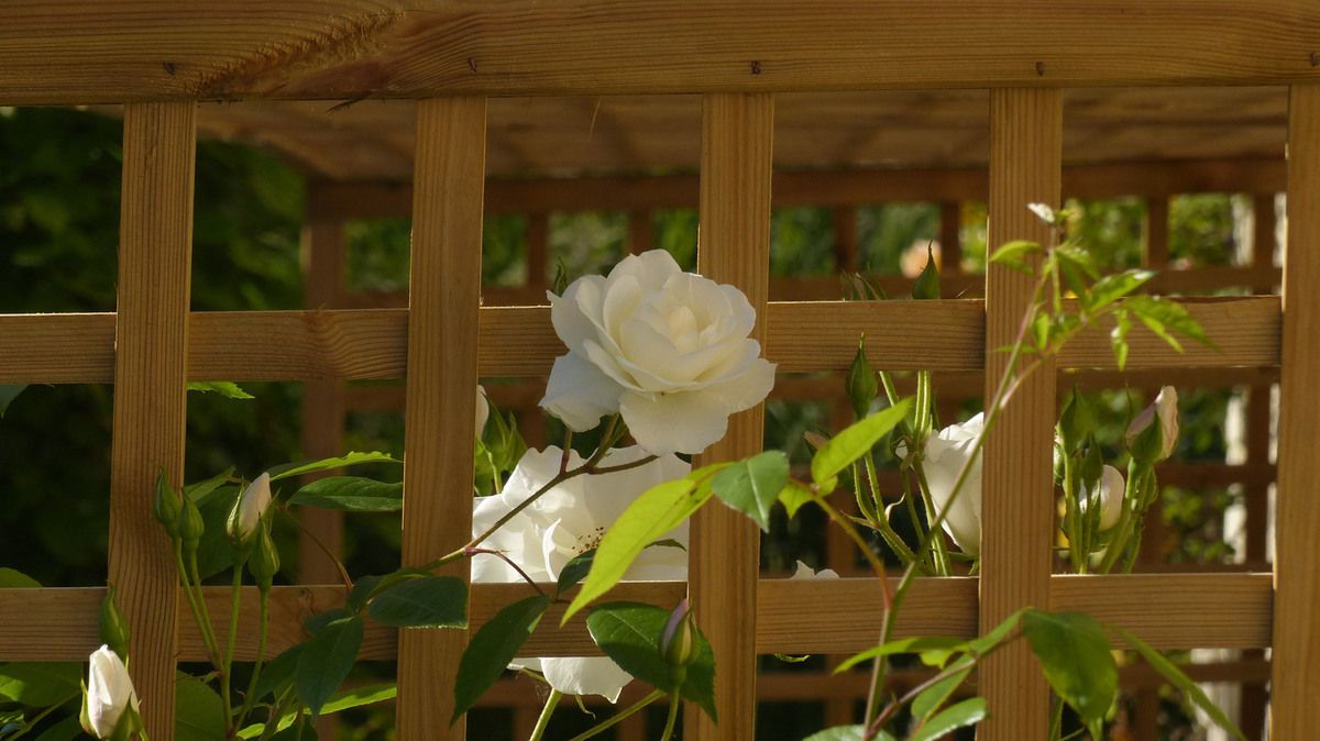 Rose - Rosier - Roseraie - Gascogne - Mouline de Belin - Iceberg