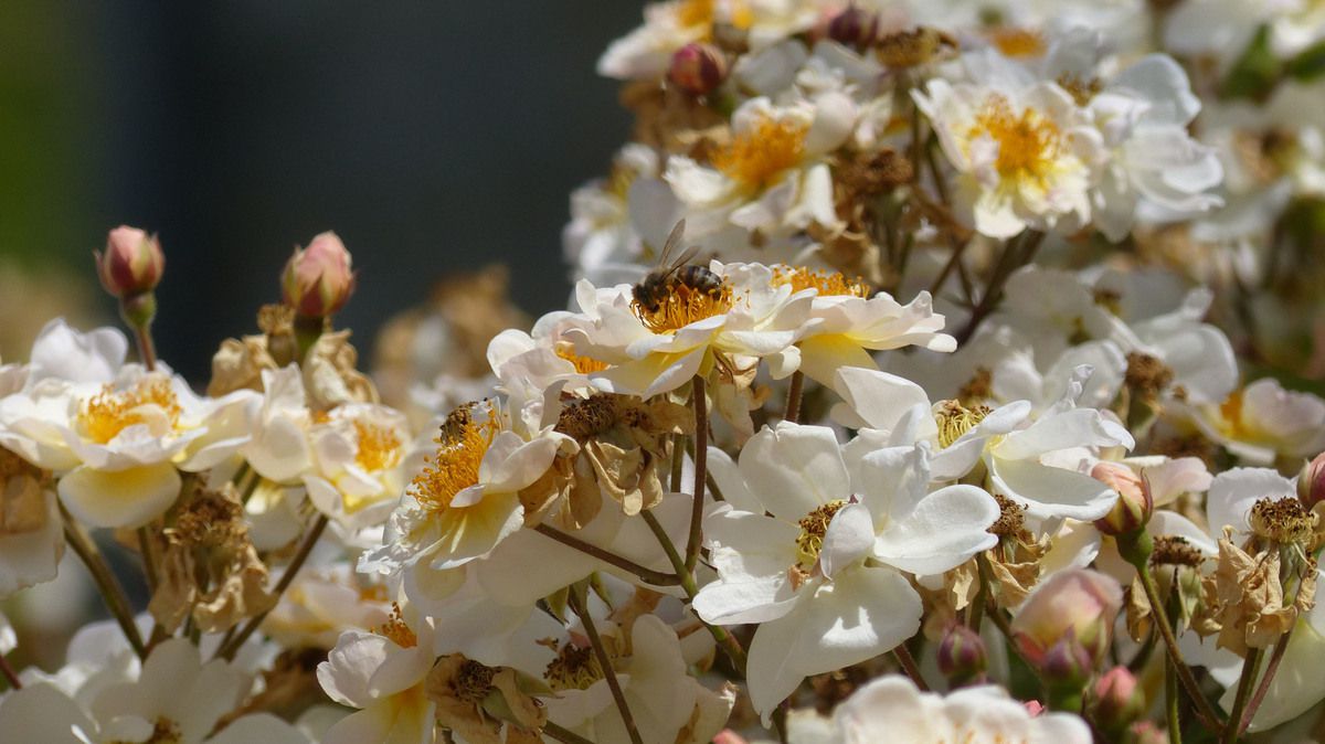 Rose - Rosier - Roseraie - Gascogne - Mouline de Belin - Moschata