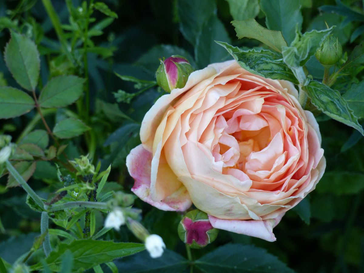 Rose - Rosier - Roseraie - Gascogne - Mouline de Belin - Lady of Shalot