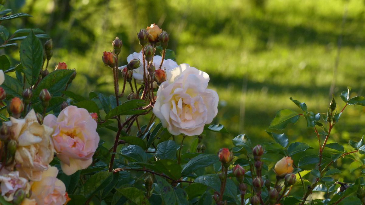 Rose - Rosier - Roseraie - Gascogne - Mouline de Belin - Ghislaine de Féligonde