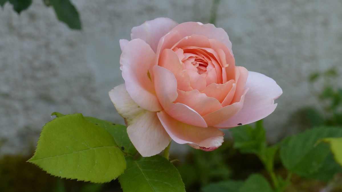 Rose - Rosier - Roseraie - Gascogne - Mouline de Belin -Ambridge