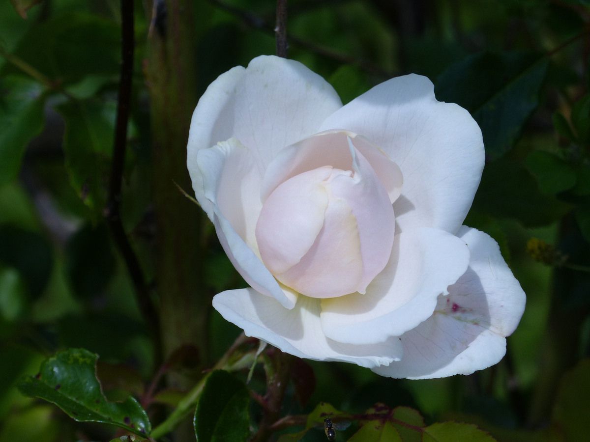 Rose - Rosier - Roseraie - Gascogne - Mouline de Belin - Madame Alfred Carrière