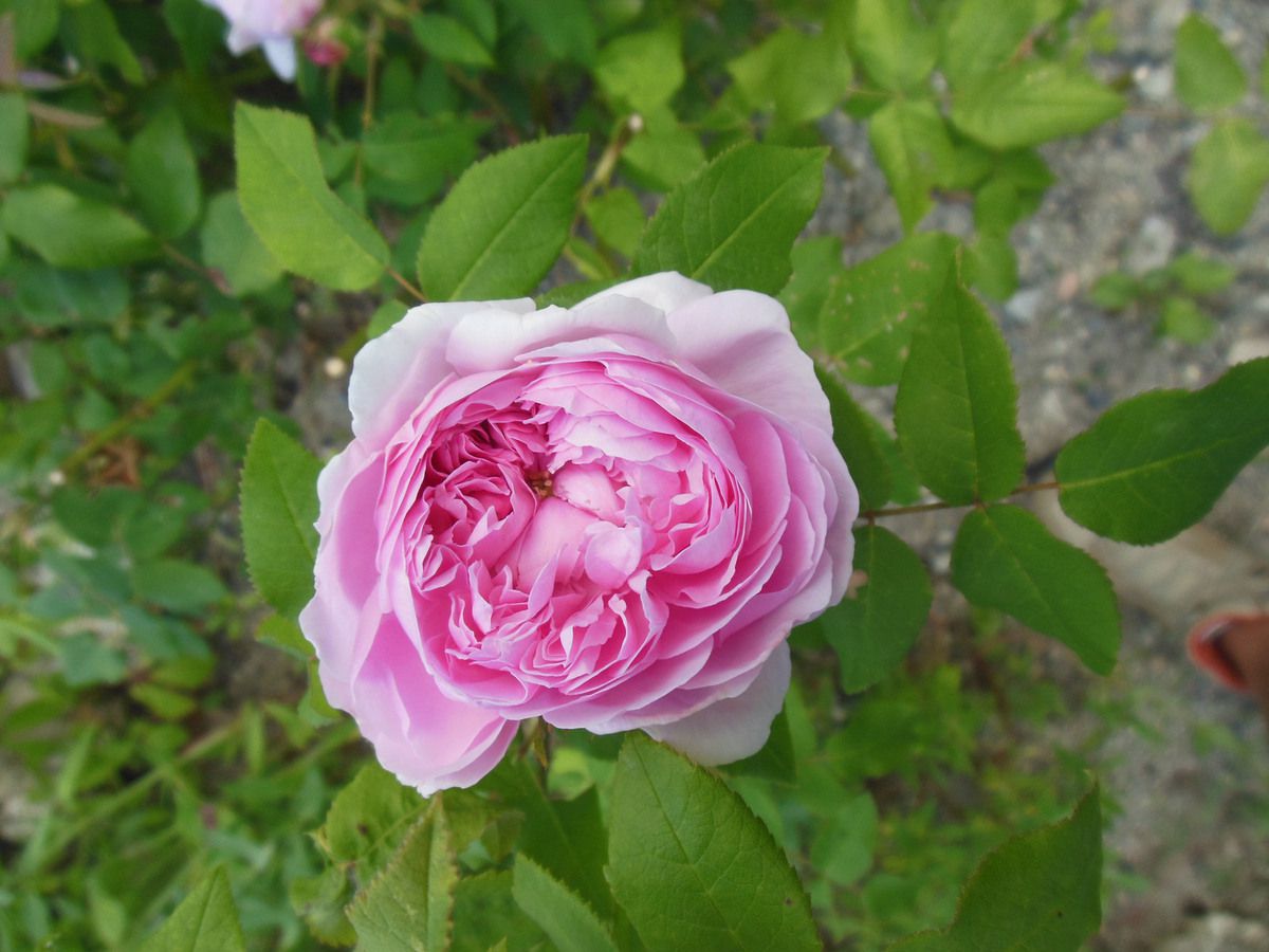 Rose - Rosier - Roseraie - Gascogne - Mouline de Belin - Jacques Cartier