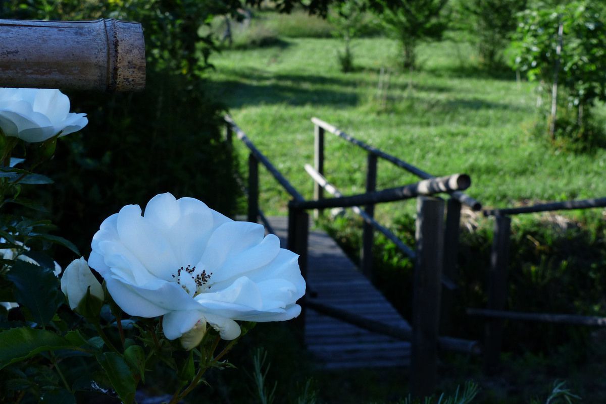 Rose - Rosier - Roseraie - Gascogne - Mouline de Belin - Opélia