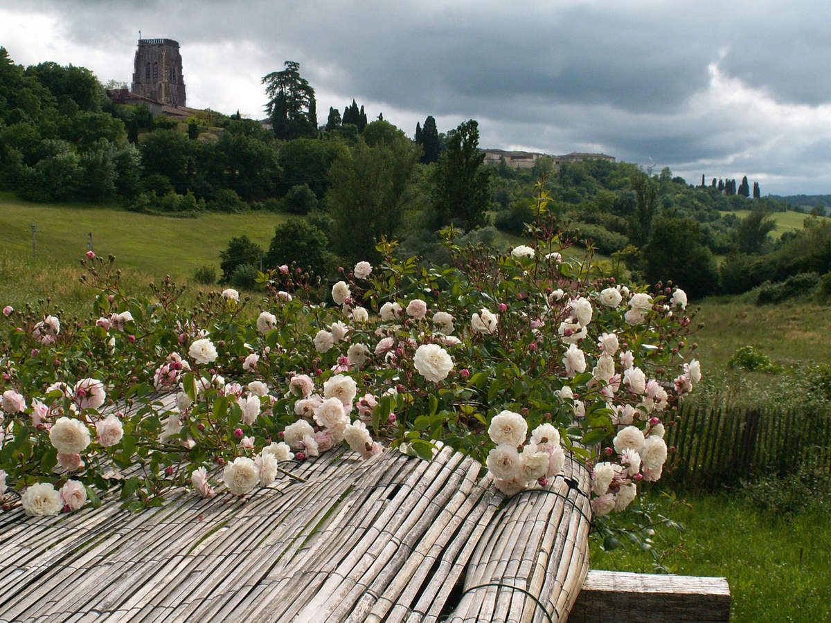 Rose - Rosier - Roseraie - Gascogne - Mouline de Belin - Félicité et Perpétue