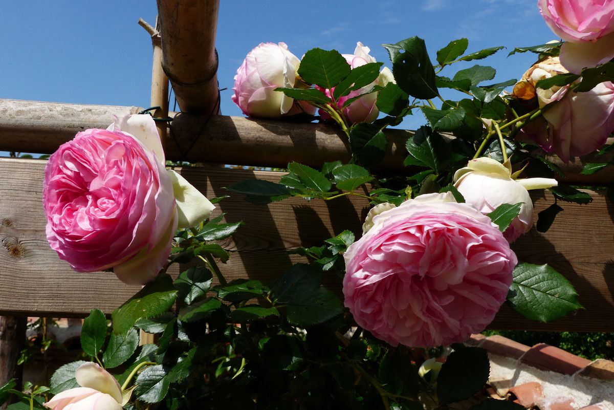 Rose - Rosier - Roseraie - Gascogne - Mouline de Belin - Pierre de Ronsard