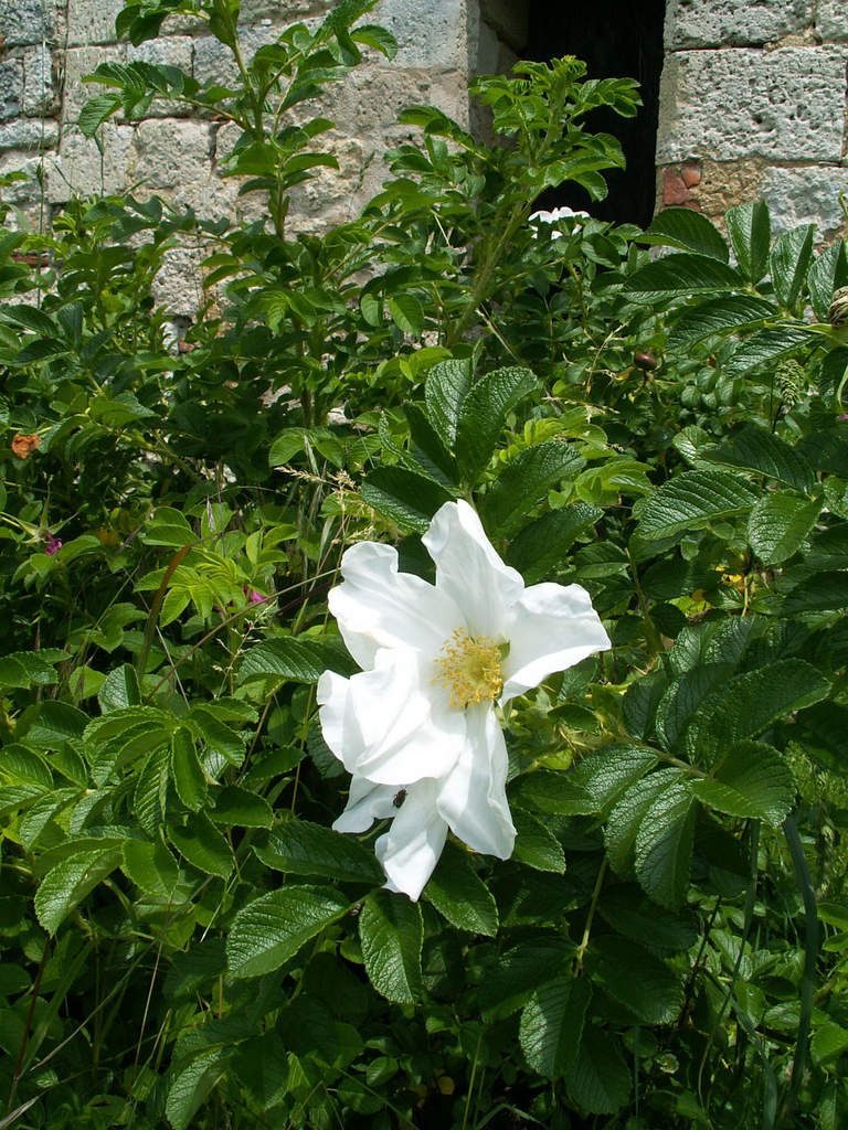 Rose - Rosier - Roseraie - Gascogne - Mouline de Belin - Rugosa