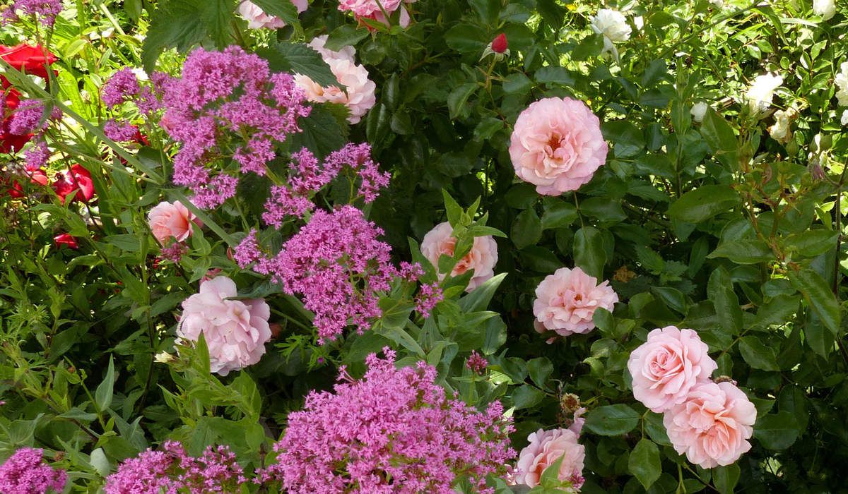 Rose - Rosier - Roseraie - Gascogne - Mouline de Belin - Queen Elisabeth