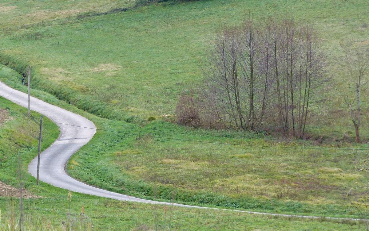 Aulne Vern Vergne Botanique Lectoure Gascogne Plante tinctoriale Ruisseau