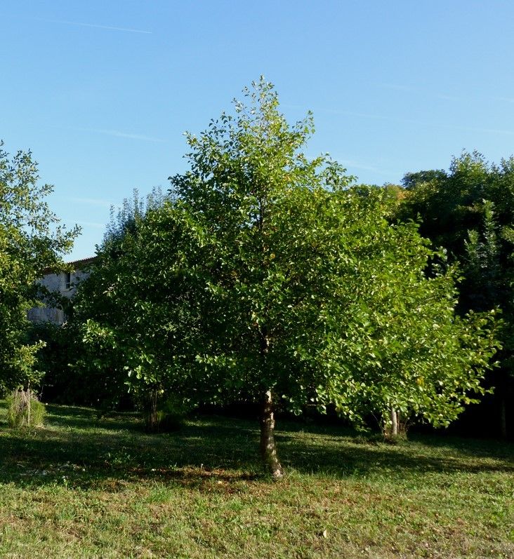 Aulne Vern Vergne Botanique Lectoure Gascogne Plante tinctoriale Ruisseau