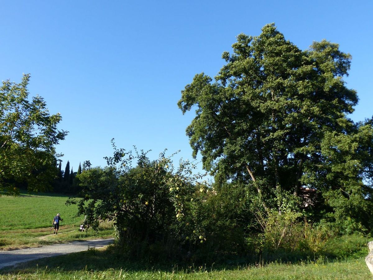 Aulne Vern Vergne Botanique Lectoure Gascogne Plante tinctoriale Ruisseau