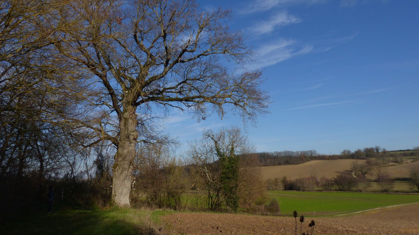 Flore Lectoure - Arbre remarquable - chêne