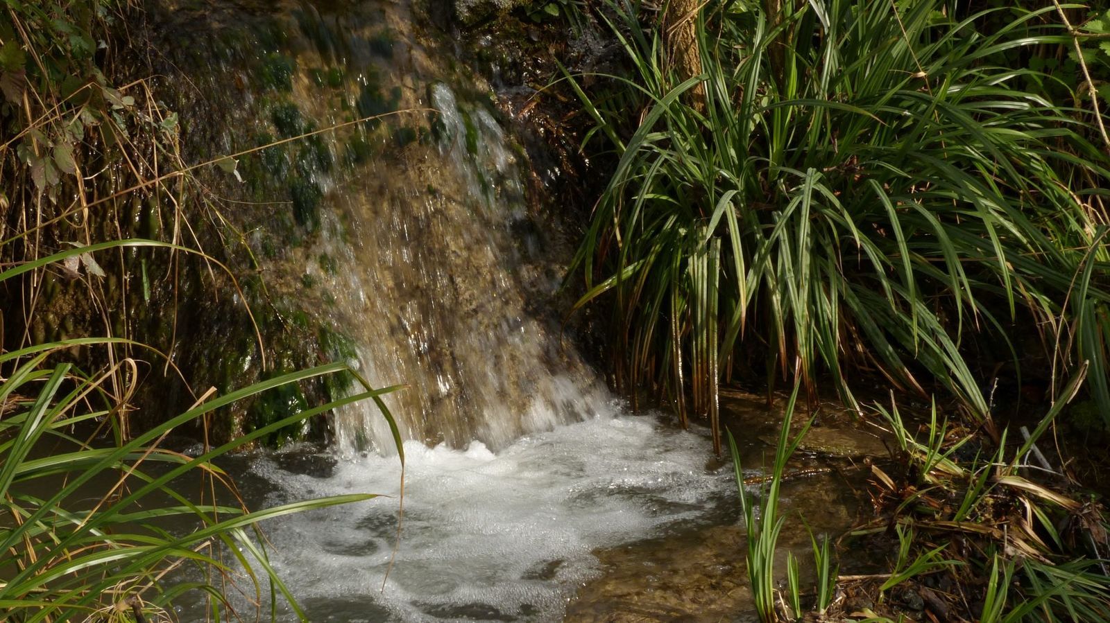 flore aquatique ruisseau foissin lectoure carex laîche pendante