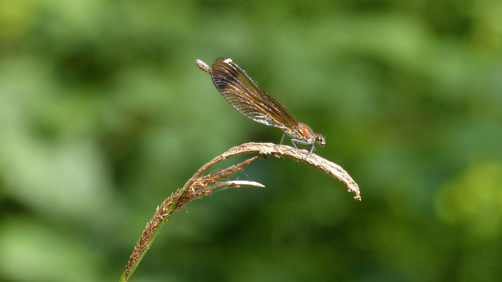 flore aquatique ruisseau foissin lectoure libellule