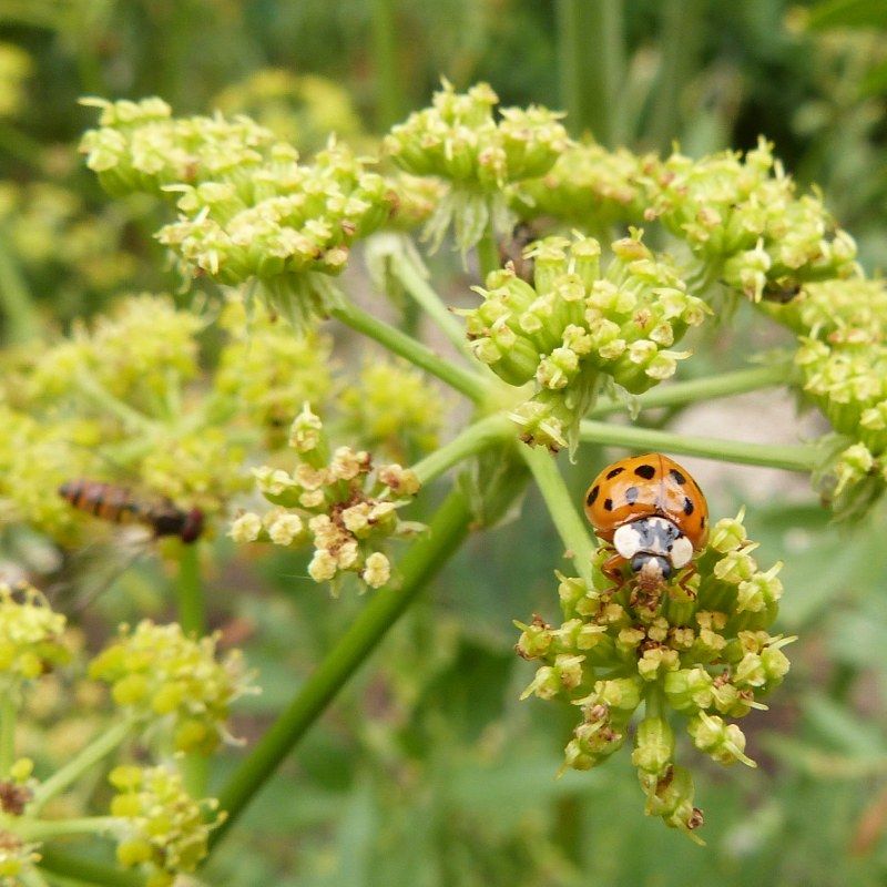 flore aquatique ruisseau foissin lectoure ache des marais céleri coccinelle