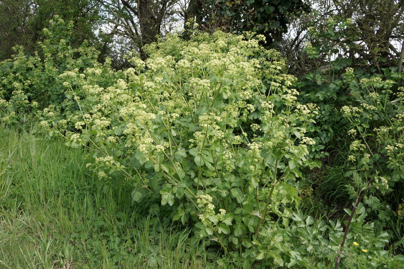 flore aquatique ruisseau foissin lectoure ache des marais céleri