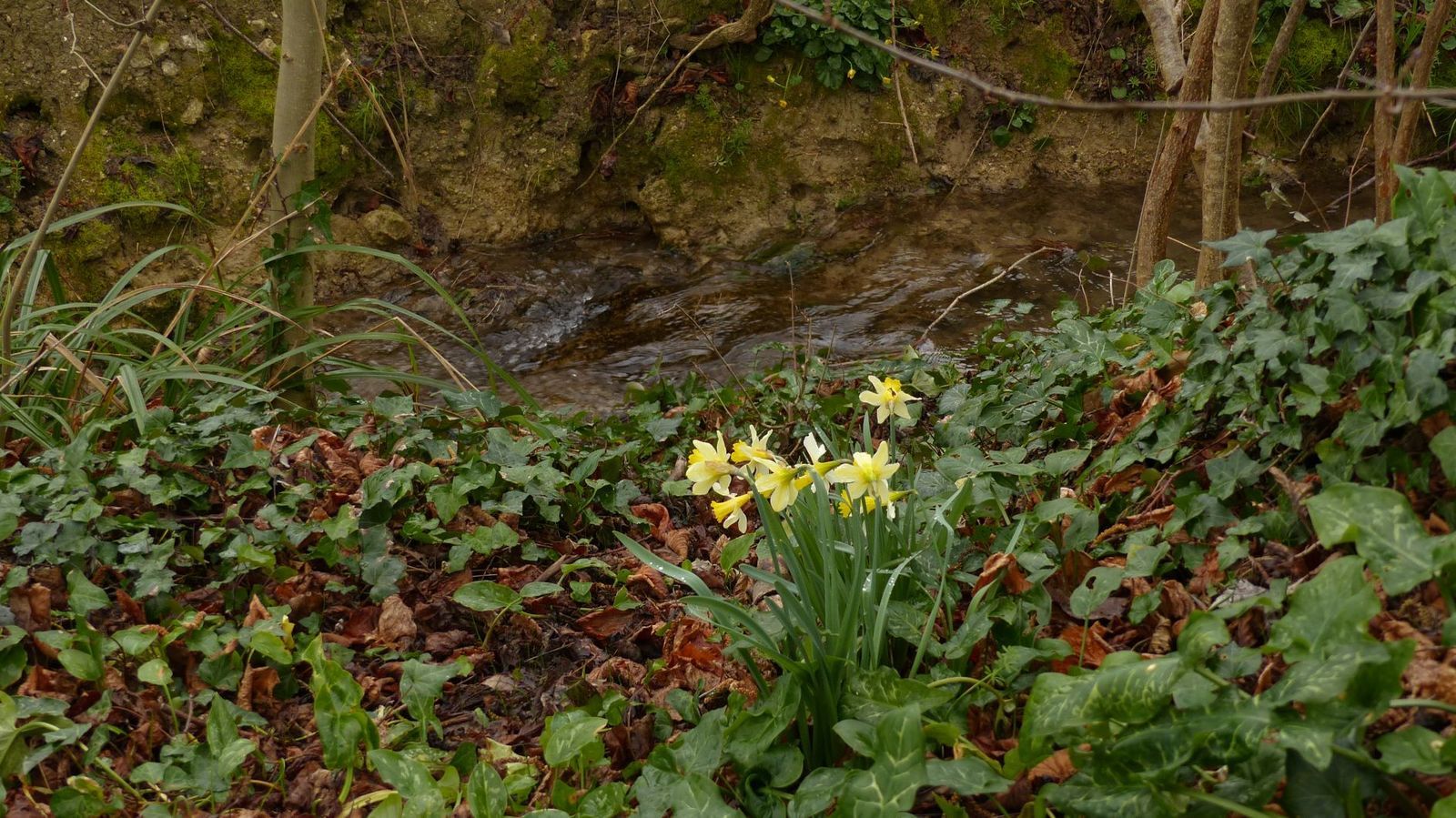 jonquille narcisse botanique lectoure gascogne gers