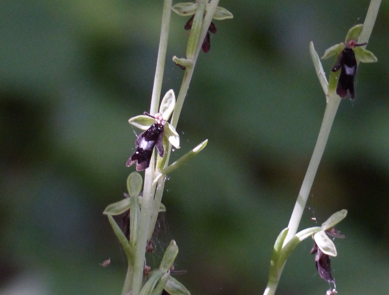 ophrys mouche lectoure  orchidée gascogne lomagne botanique