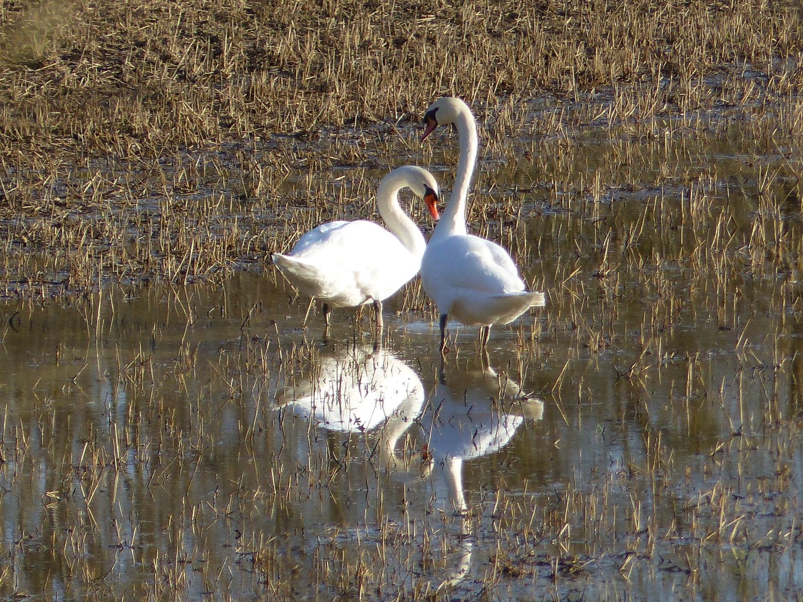 faune gascogne lectoure cygne