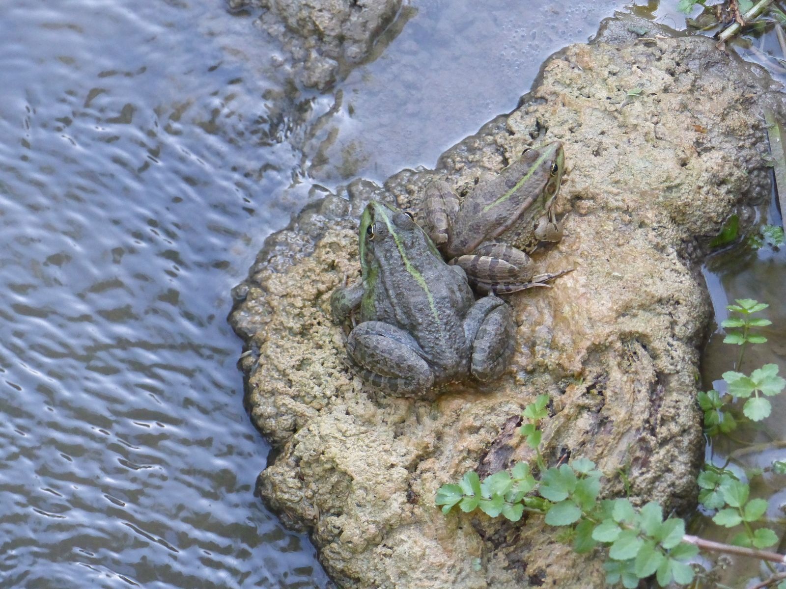 faune gascogne lectoure grenouille batracien