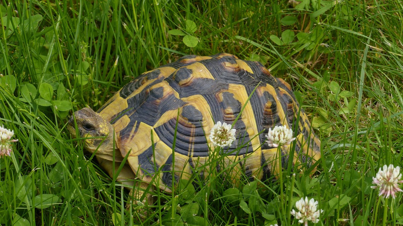 faune gascogne lectoure tortue hermann cistude