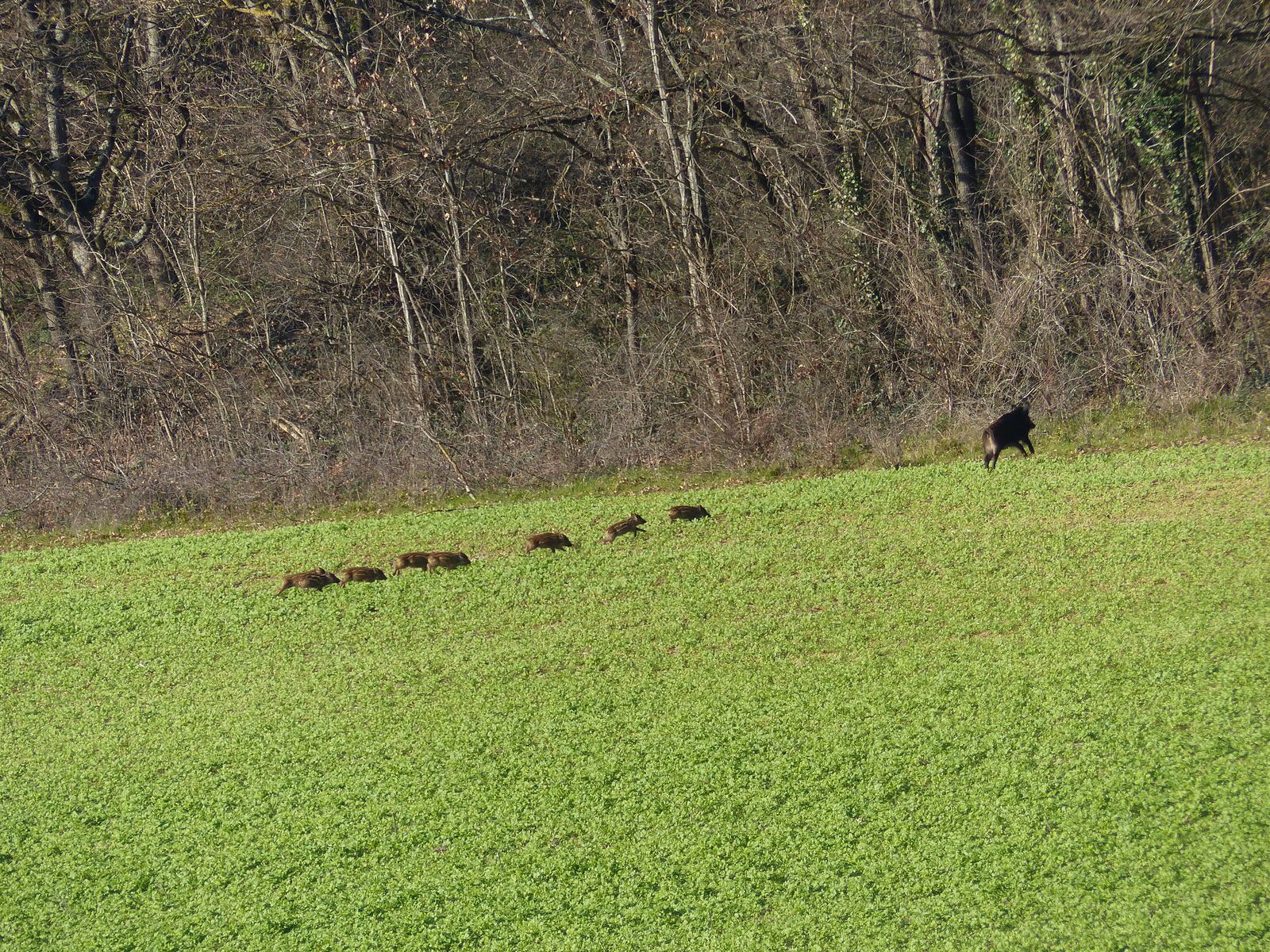 faune gascogne lectoure sanglier