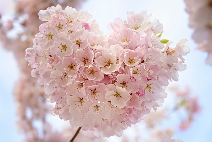 picou-bulle-blog-maman-coups-coeur-blogs-printemps