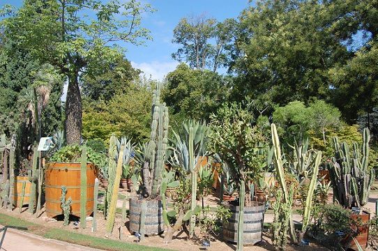 blog-maman-picou-bulle-lyon-parc-tete-or-cactus