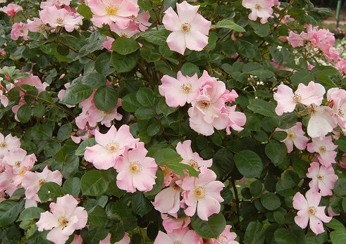 blog-maman-picou-bulle-lyon-parc-tete-or-roses