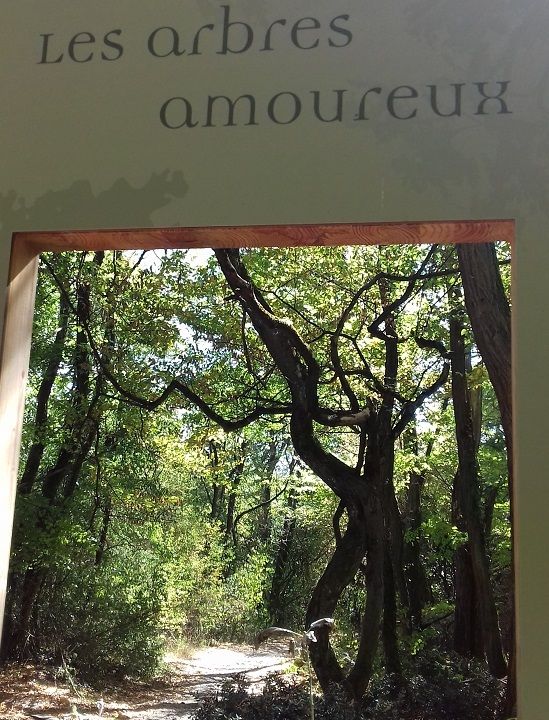 blog-maman-picou-bulle-balade-foret-lyon-arbres