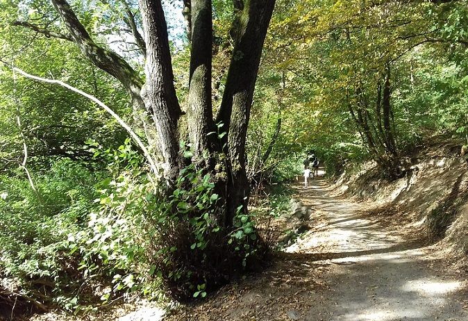 Le bois des Serres, la forêt en famille à 15mn de Lyon - Picou Bulle - Blog  de maman décomplexé et bienveillant, Lyon